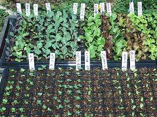 八ケ岳　野辺山　ペンションさんかくじょうぎ　自家有機無農薬野菜　種から苗を作ります。