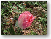 八ケ岳　野辺山　ペンションさんかくじょうぎ　庭の花　チューリップ